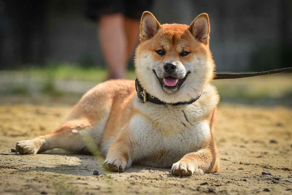 anjing akita