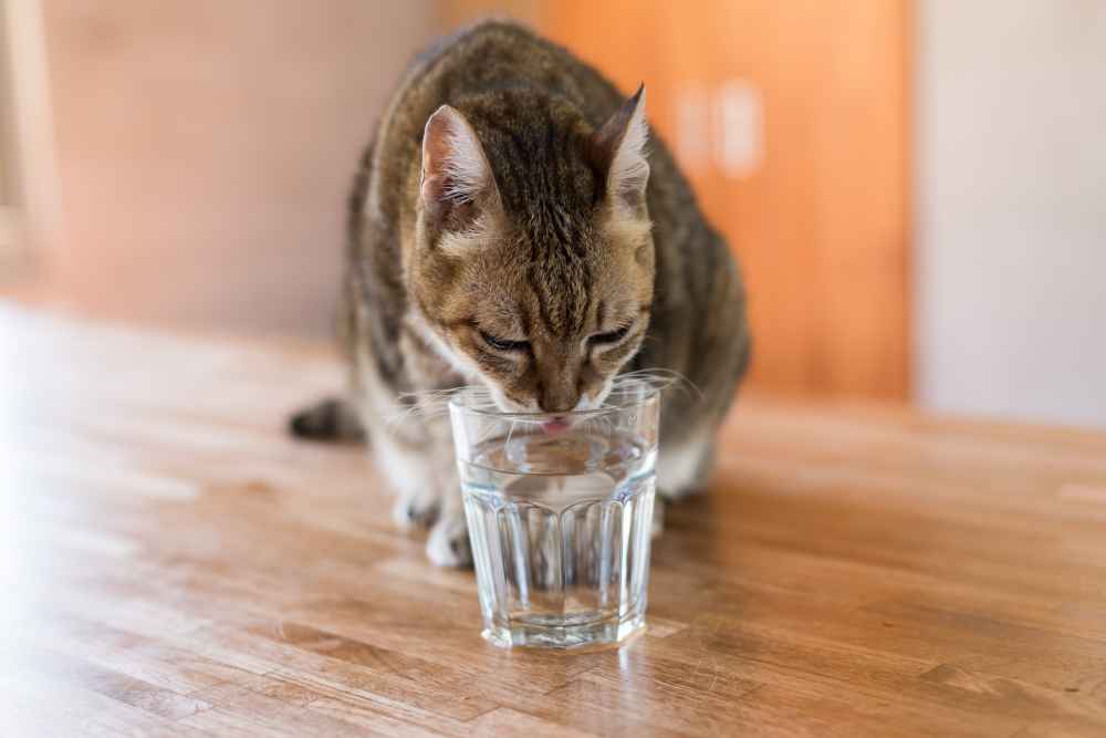 Manfaat Oralit untuk Kucing Plus Cara Membuatnya yang Tepat