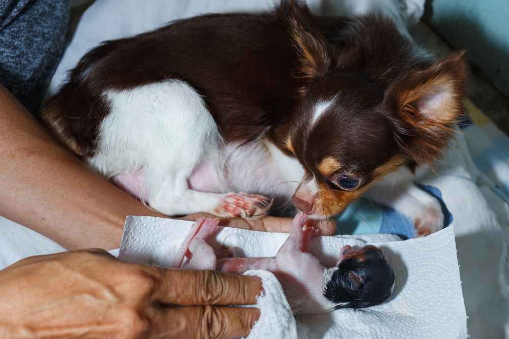 10 Ciri-Ciri Anjing Mau Melahirkan, Perlukah Dibantu?