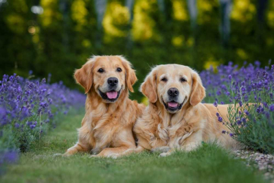 Perbedaan anjing jantan dan betina