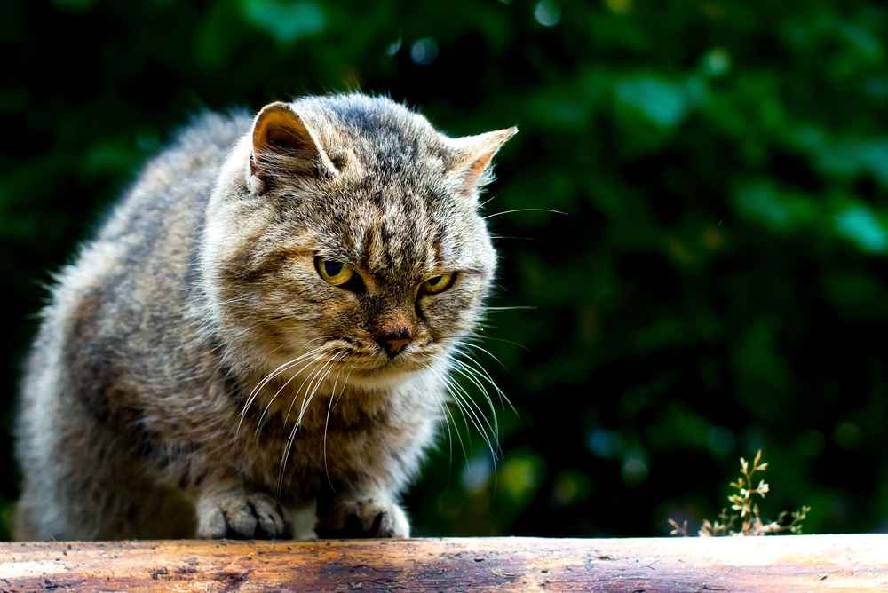 Memahami Psikologi Kucing, Alasan di Balik Tingkah Lucunya