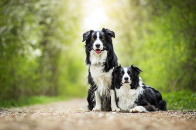 Bentuk fisik anjing jantan dan betina