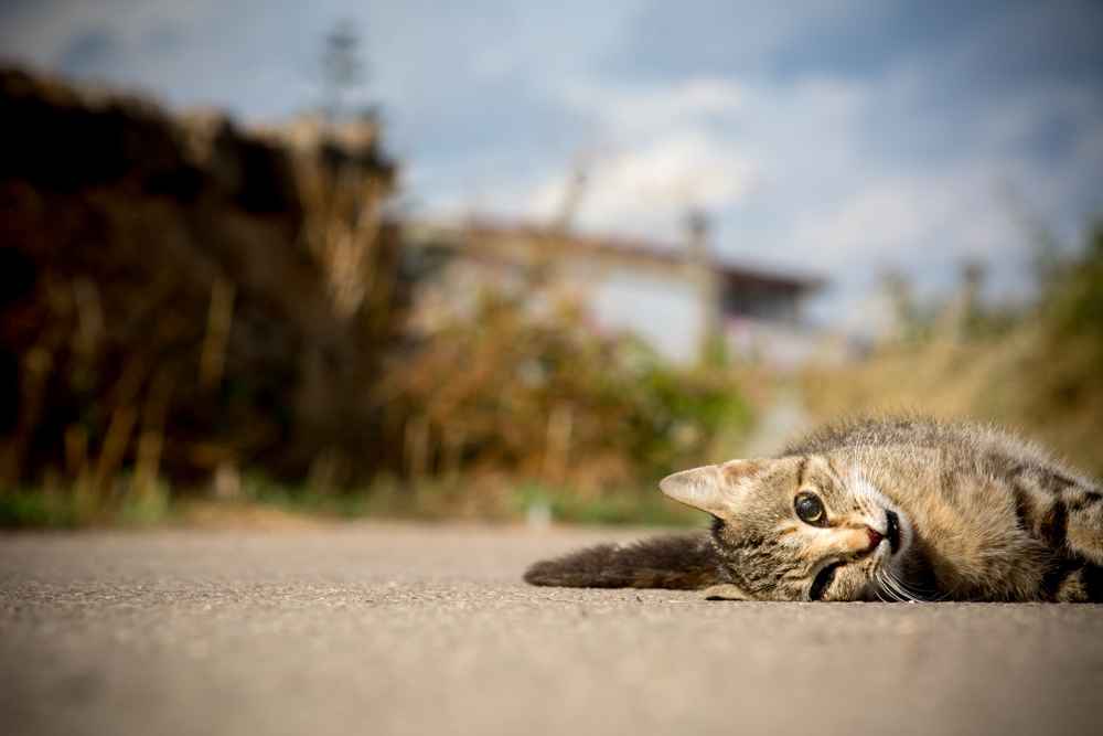 5 Pertolongan Pertama pada Kucing dalam Segala Kondisi