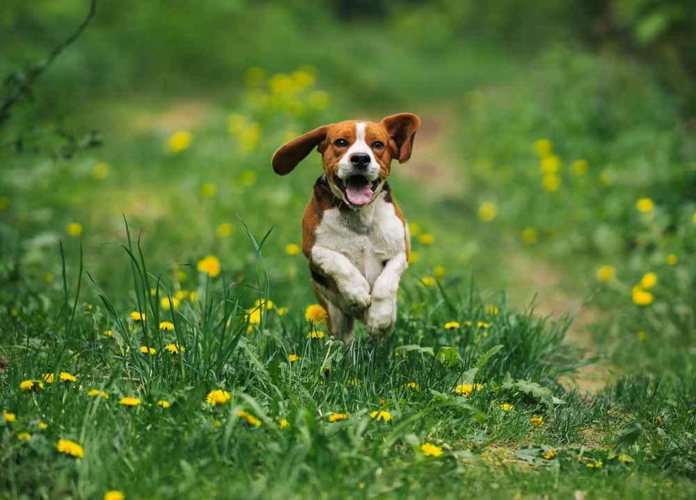 6 Karakteristik Anjing Beagle, Si Pemburu yang Penyayang