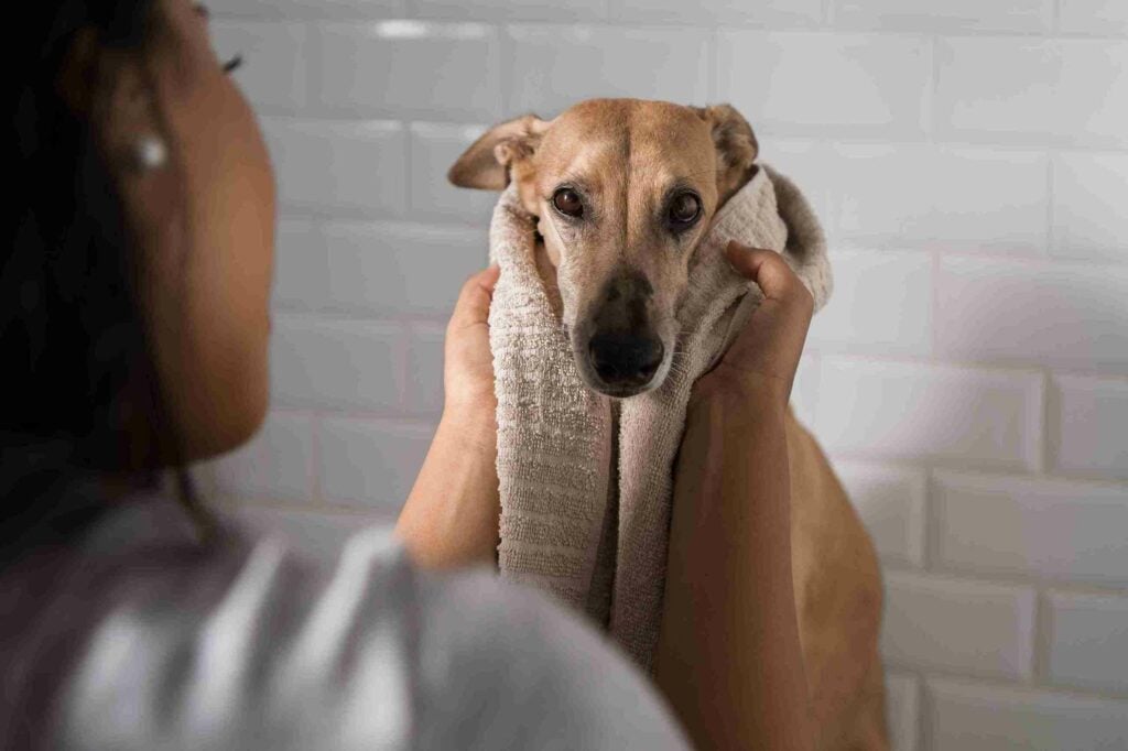 anjing sedang mandi