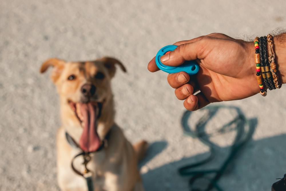 clicker untuk melatih anjing