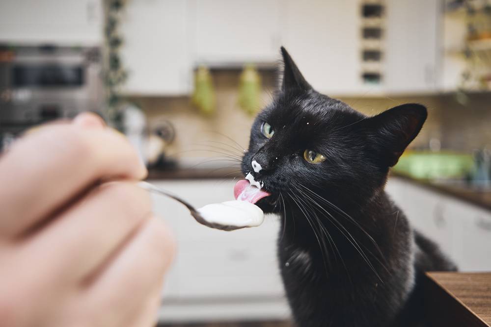 Memberikan Yoghurt untuk Kucing, Apakah Boleh?