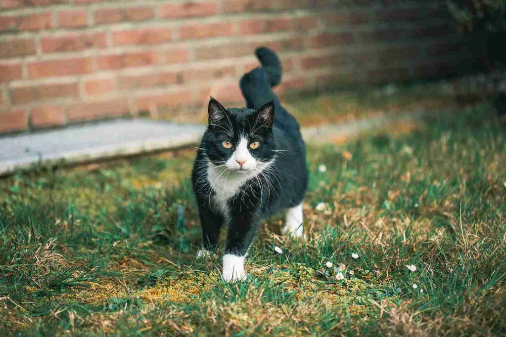 Kucing jalan terhuyung-huyung