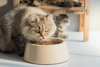 makanan kucing persia yang bagus untuk bulu