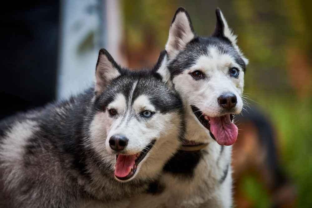 11 Fakta Menarik Anjing Husky yang Kuat di Cuaca Dingin