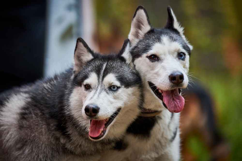 11 Fakta Menarik Anjing Husky yang Kuat di Cuaca Dingin