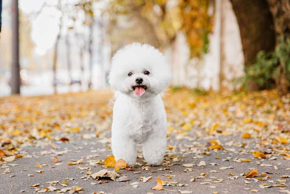 10 Fakta Unik Anjing Bichon Frise yang Menggemaskan