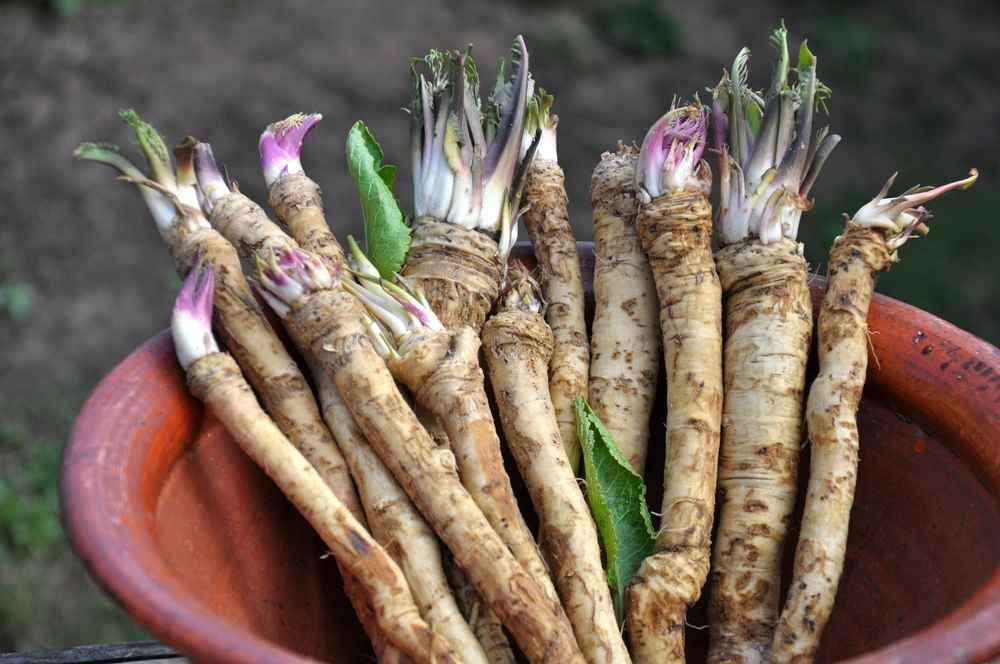 9 Manfaat Horseradish, si Lobak Pedas yang Kaya Gizi