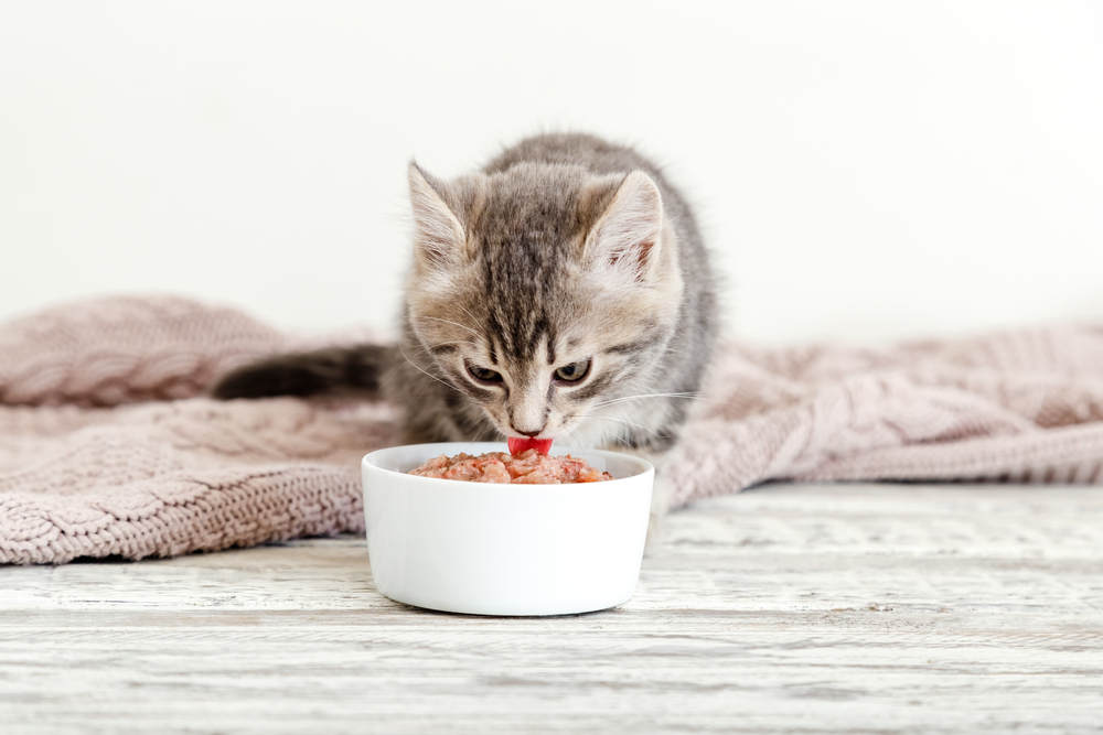 Ini Nutrisi yang Dibutuhkan Jika Ingin Kucing Sehat Berbulu Lebat