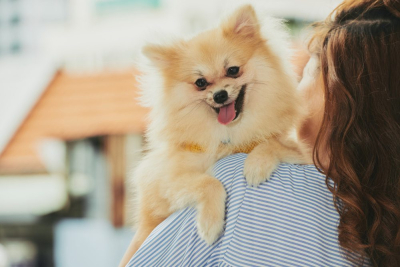 Cara merawat anjing mini pom