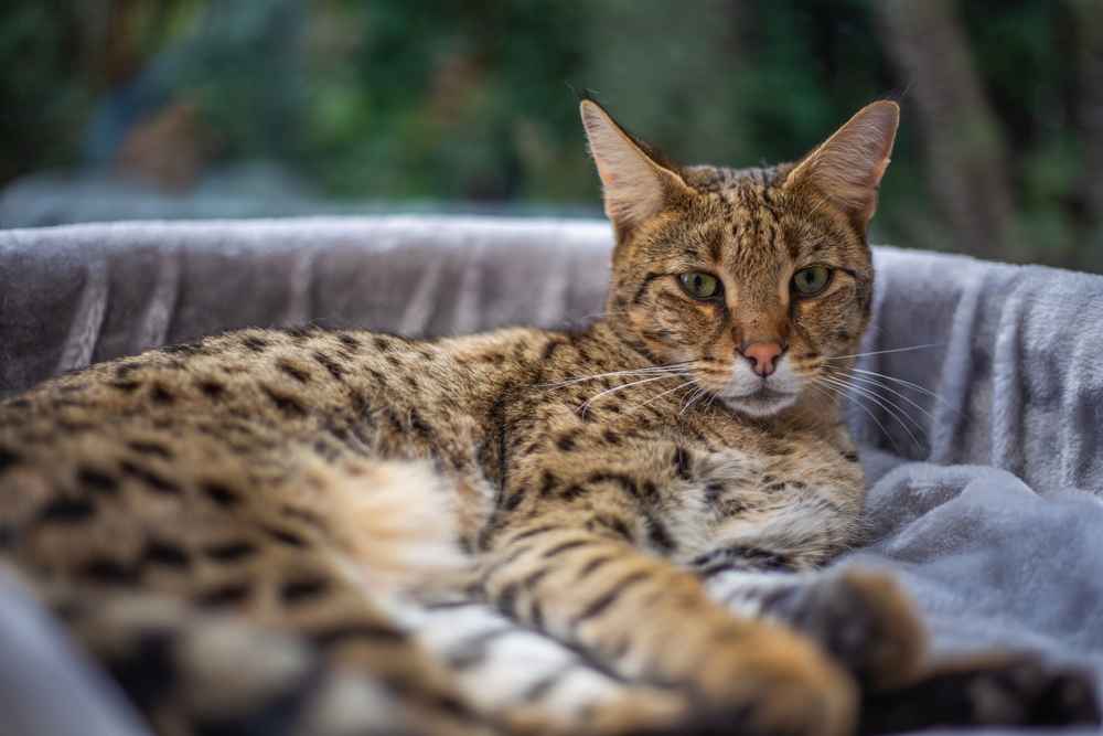 12 Fakta Menarik Kucing Savannah, si Tubuh Besar dari Afrika