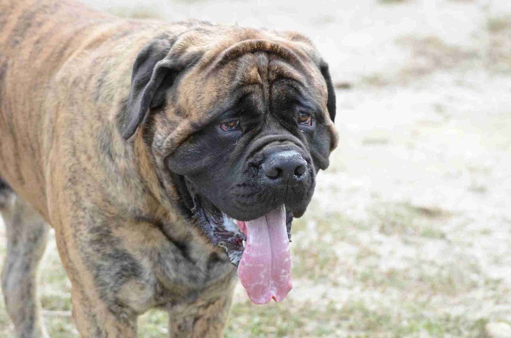 Bullmastiff