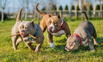 anjing bulldog