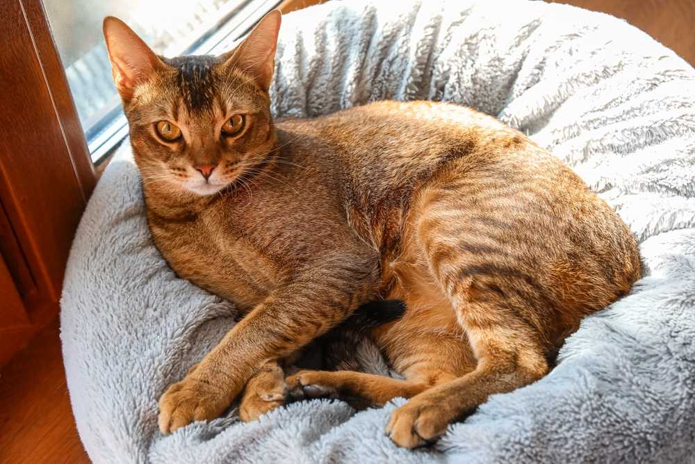 kucing abyssinian