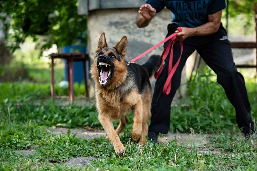 6 Penyebab Anjing Tiba-Tiba Agresif dan Cara Mengatasinya