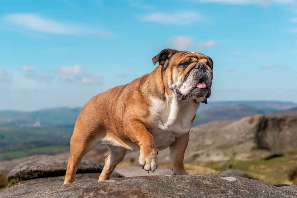 english bulldog