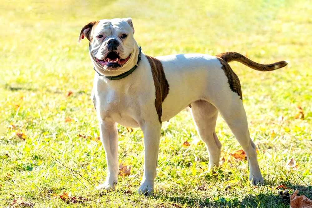 american bulldog