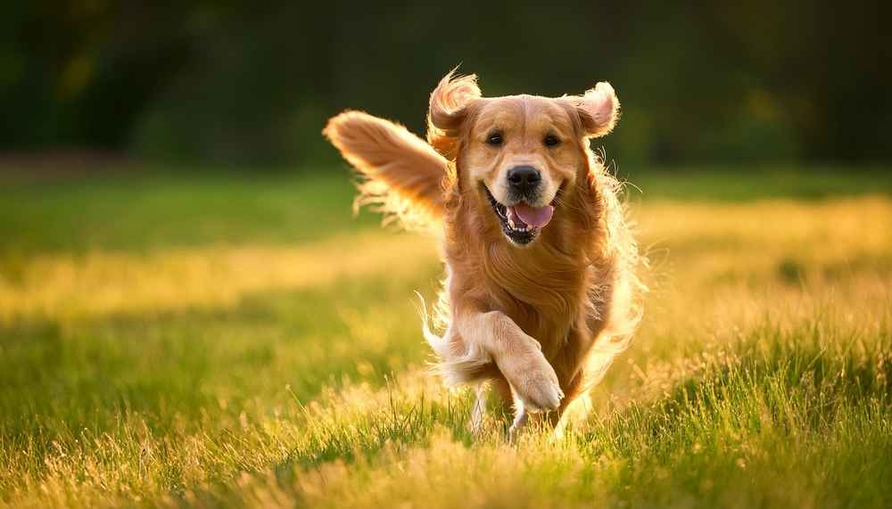 10 Fakta Anjing Golden Retriever, Teman Setia yang Cerdas