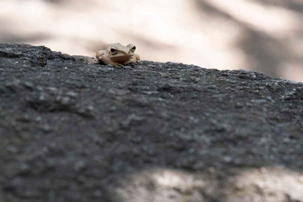 Ranidaphobia, Rasa Takut Berlebihan pada Kodok dan Katak