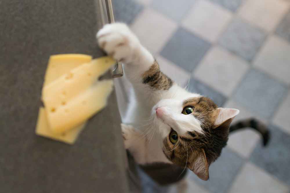 Apakah Kucing Boleh Makan Keju? Ini Penjelasan dan Risikonya