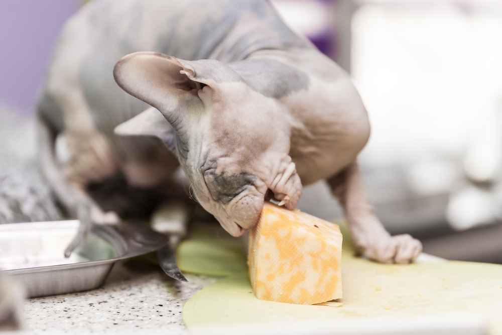 Kucing makan keju