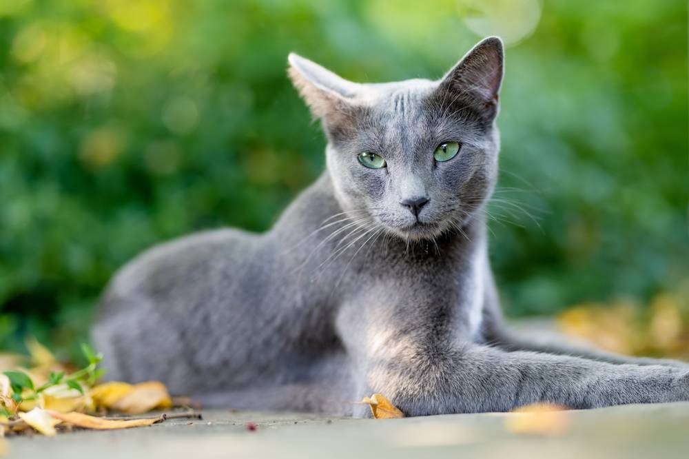 8 Fakta Kucing Russian Blue, si Pendiam yang Karismatik