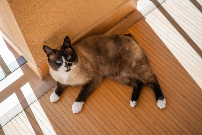 Mengenal Kucing Snowshoe, si Cantik dengan Sepatu Putih