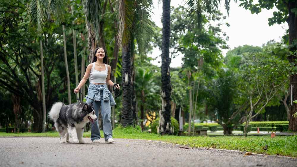 mengajak-anjing-jalan-jalan