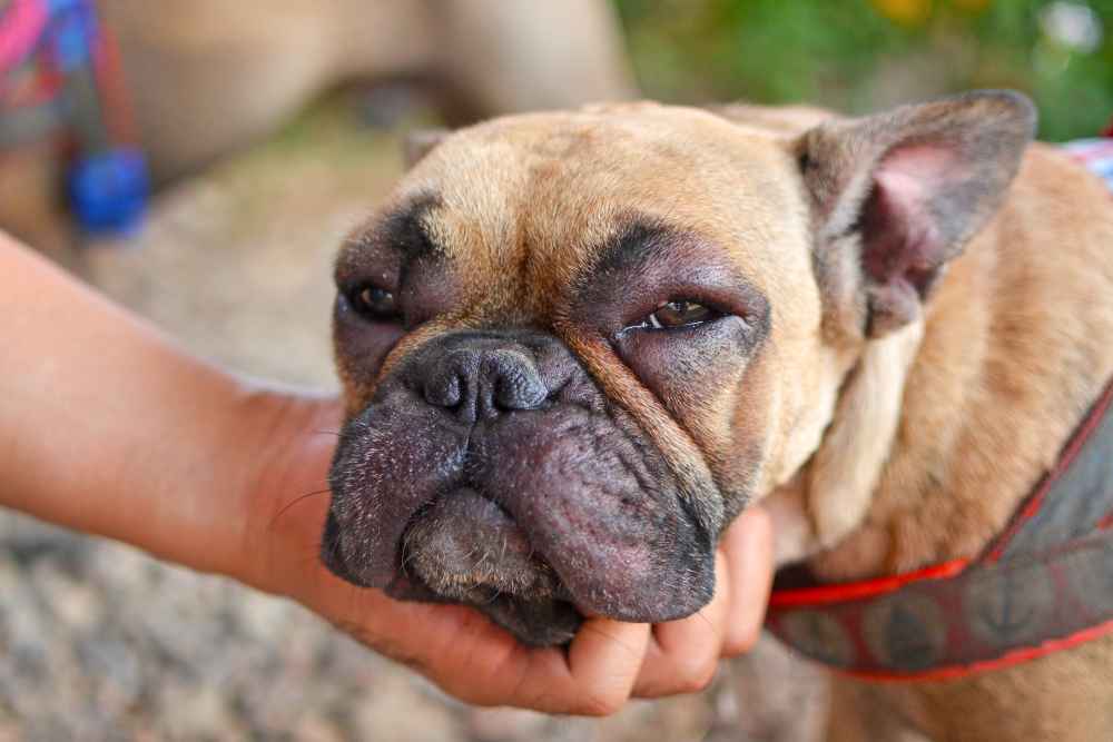 Jenis-Jenis Alergi pada Anjing dan Cara Mengatasinya