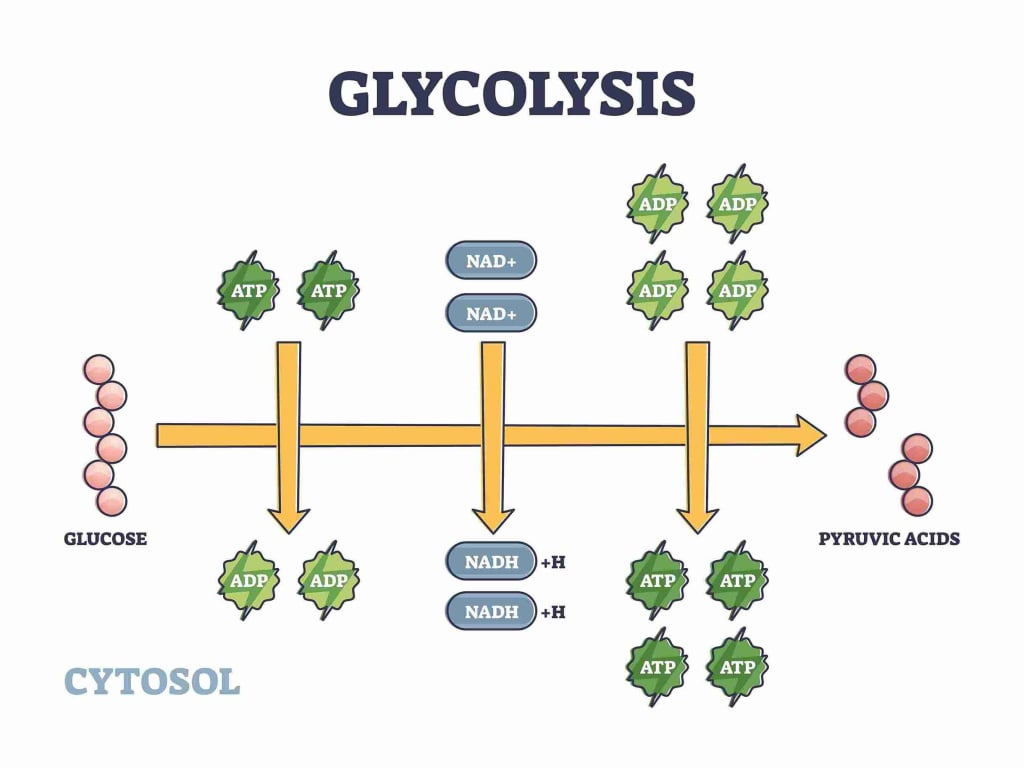 tahapan glikolisis