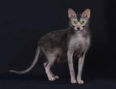 Lykoi