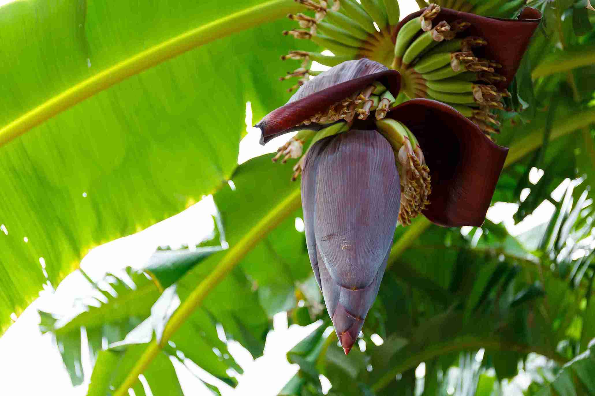 7 Manfaat Jantung Pisang untuk Ibu Hamil