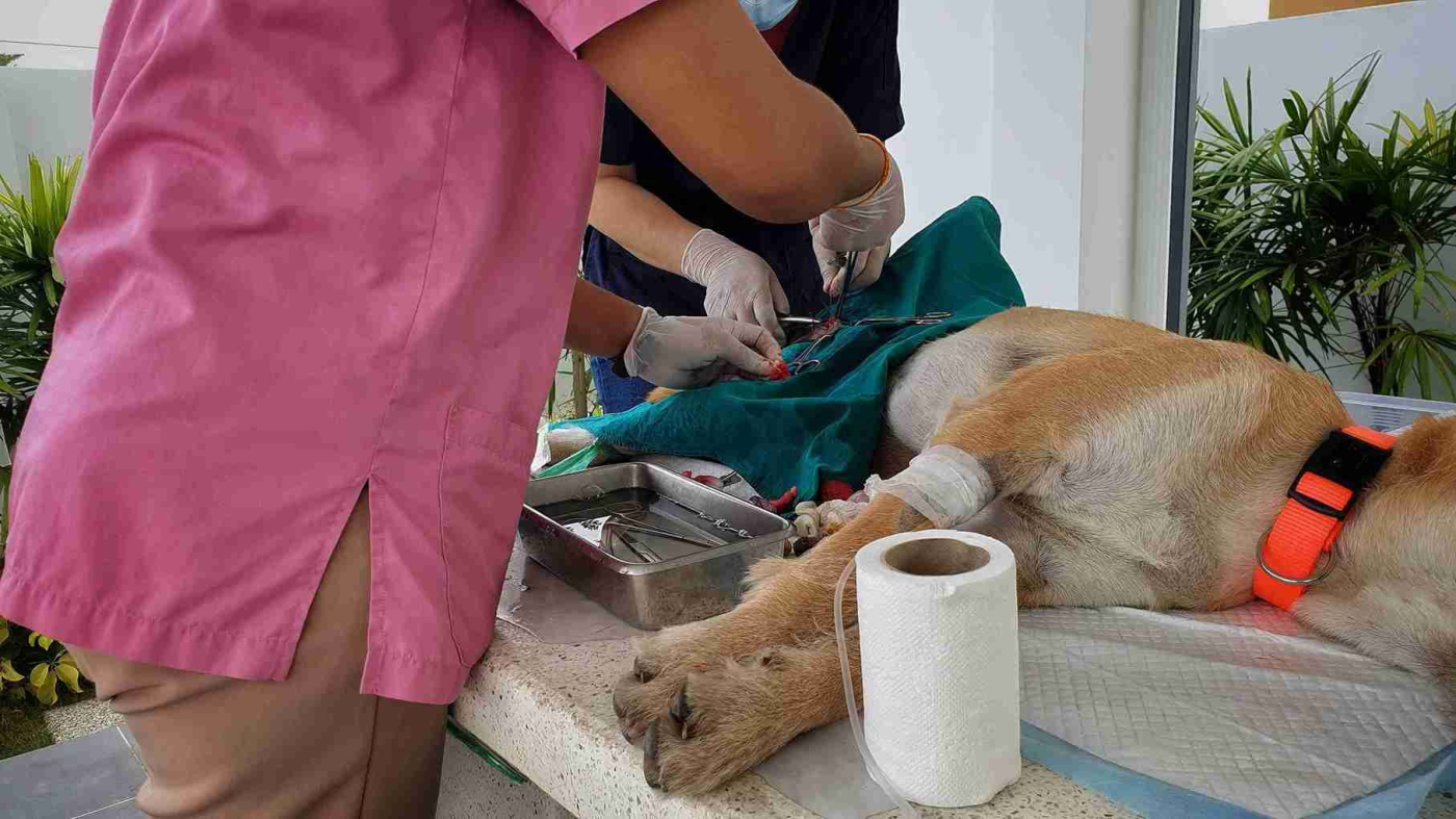 6 Manfaat Sterilisasi Anjing, Prosedur, dan Perawatannya