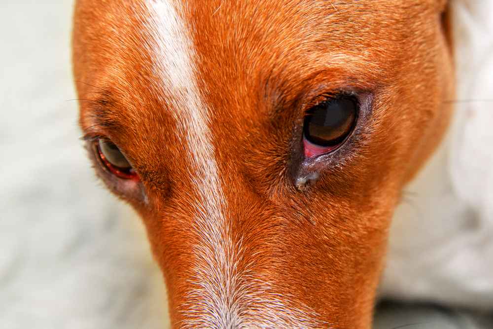 8 Penyebab Mata Anjing Merah dan Cara Mengatasinya