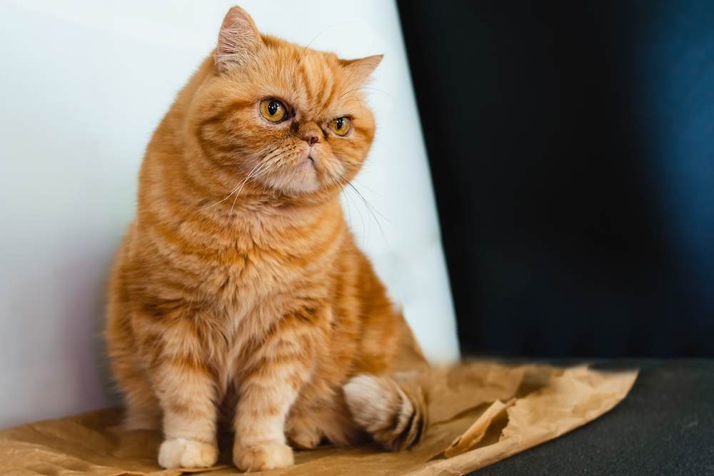 Kucing Exotic Shorthair, Ketahui Ciri-Ciri dan Perawatanya