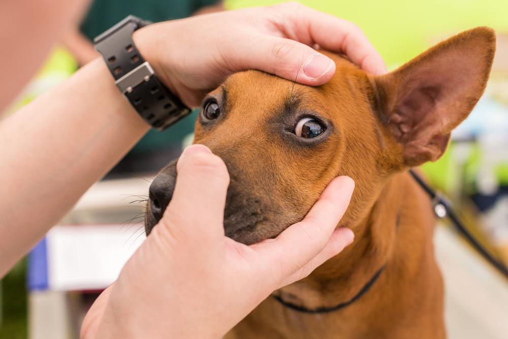 Mengenal 7 Penyakit Mata pada Anjing dan Pengobatannya