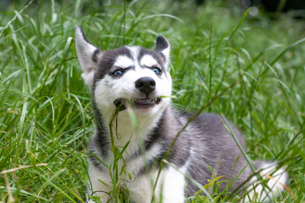 kenapa-anjing-makan-rumput