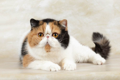 Ciri fisik kucing exotic shorthair