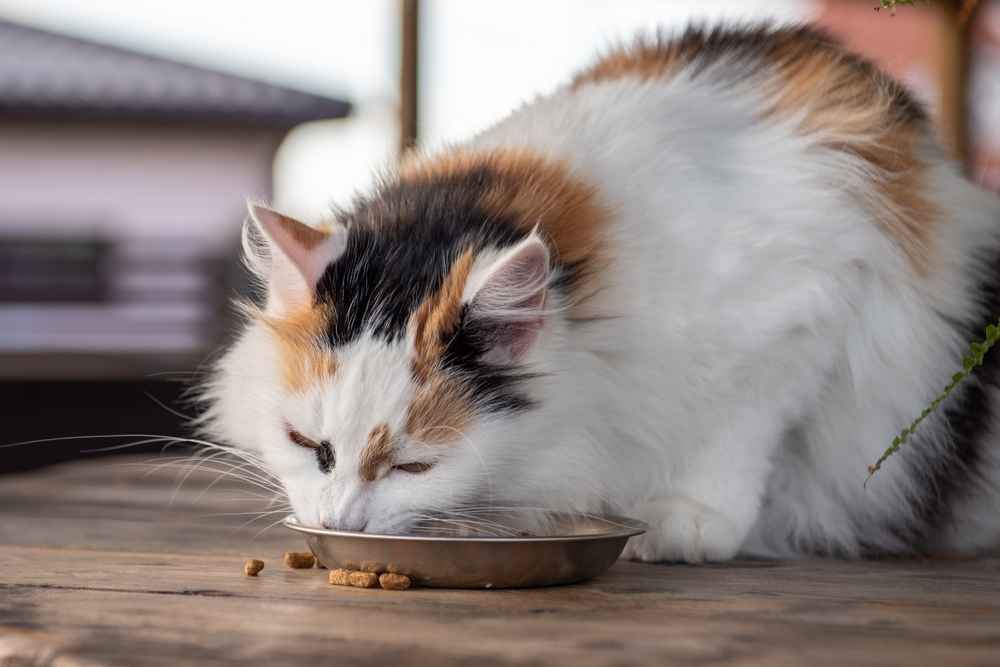 4 Manfaat Makanan Kucing Grain Free dan Cara Memilihnya