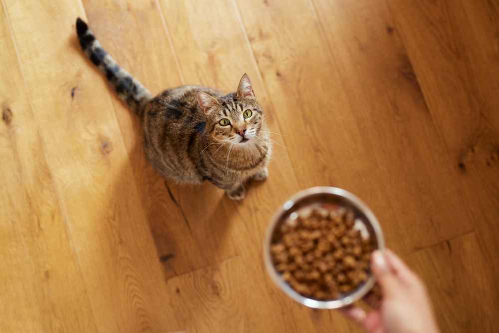 Kenapa Kucing Lapar Terus? Ini 8 Kemungkinan Penyebabnya