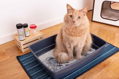 Infeksi saluran kemih pada kucing