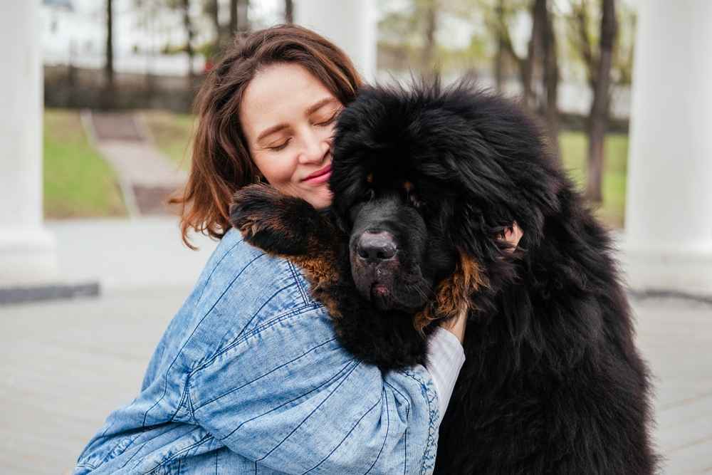 Anjing tibetan mastiff