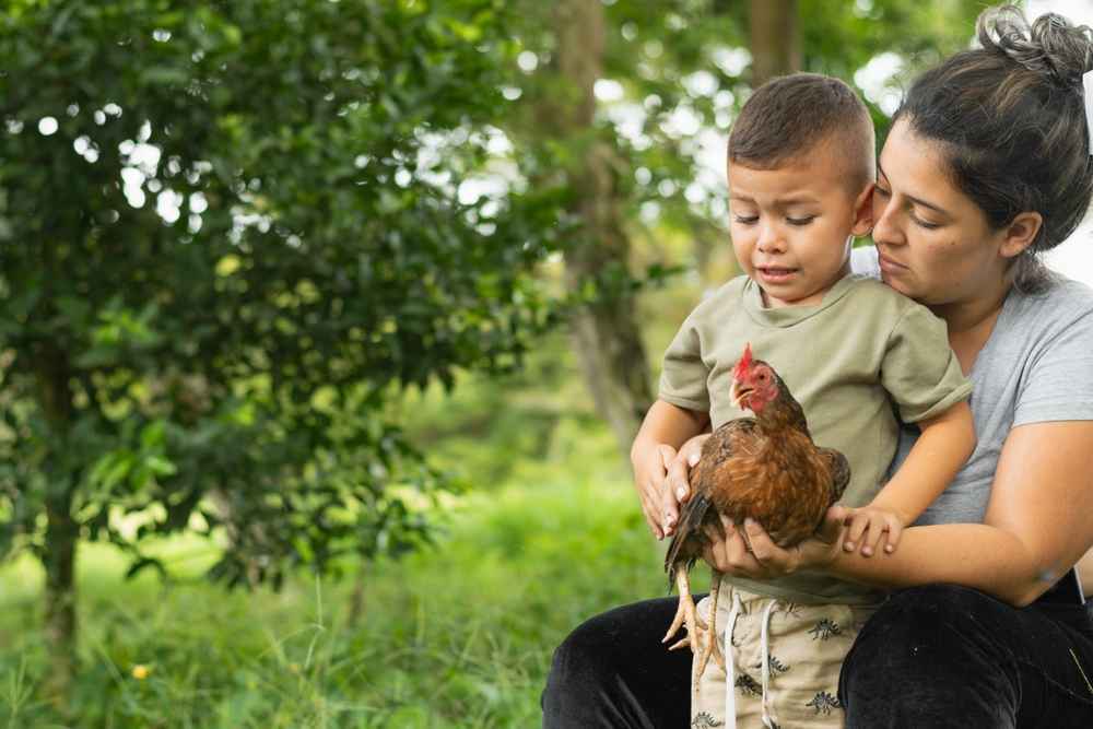 Alektorophobia, Rasa Takut Berlebihan pada Ayam