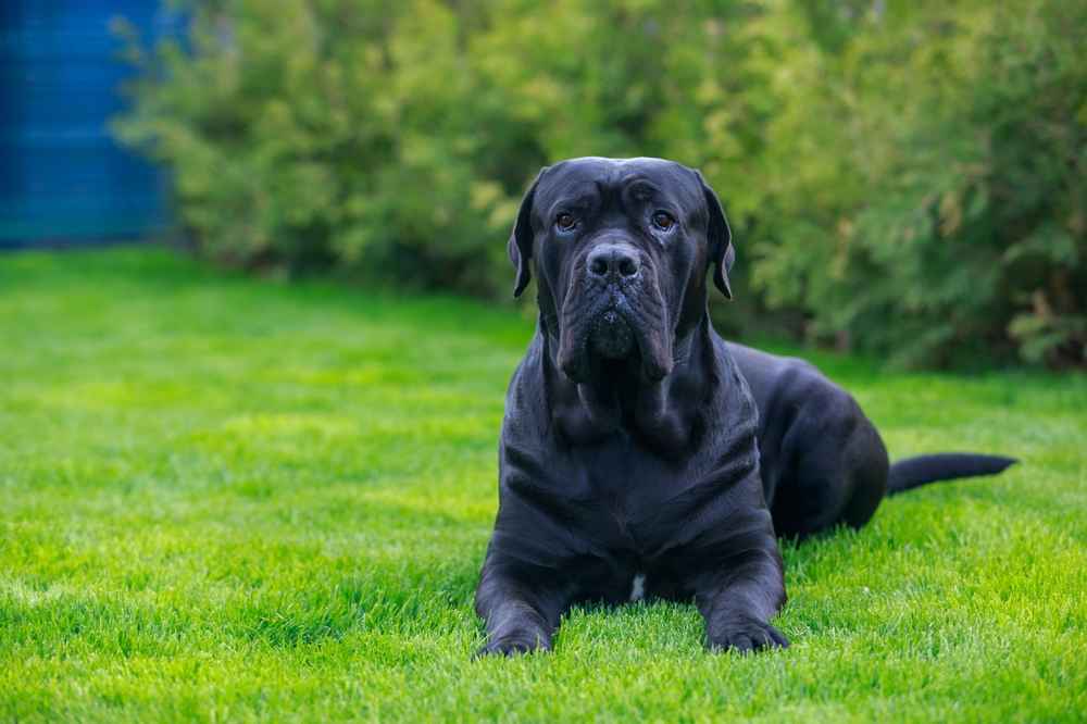 8 Fakta Menarik Seputar Anjing Cane Corso