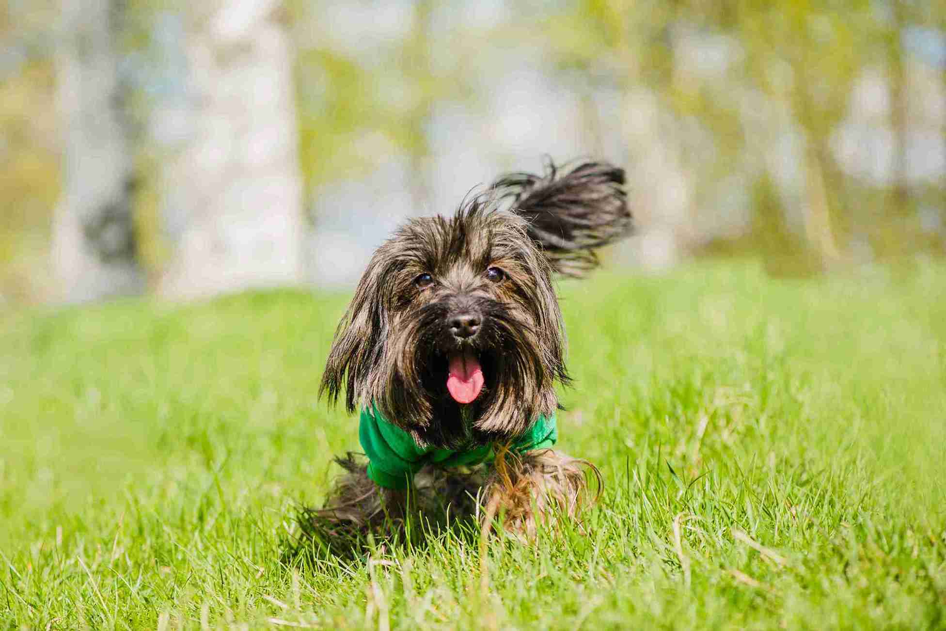 Anjing Terrier, Kenali Karakteristik dan Cara Perawatannya